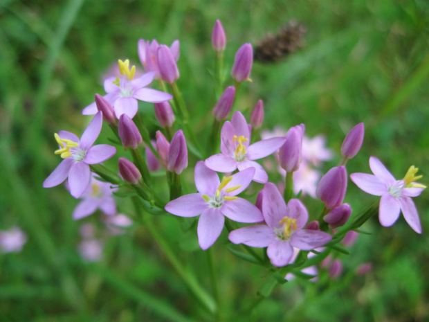 centuria pospolita