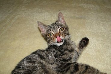 Koty do adopcji #adopcja #adopcje #Gliwice #kocięta #kot #kotki #koty #pomoc #przygarnę #schronisko #zaadoptuję #zwierzęta