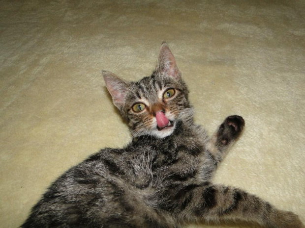 Koty do adopcji #adopcja #adopcje #Gliwice #kocięta #kot #kotki #koty #pomoc #przygarnę #schronisko #zaadoptuję #zwierzęta