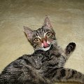 Koty do adopcji #adopcja #adopcje #Gliwice #kocięta #kot #kotki #koty #pomoc #przygarnę #schronisko #zaadoptuję #zwierzęta