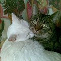 Koty do adopcji #adopcja #adopcje #Gliwice #kocięta #kot #kotki #koty #pomoc #przygarnę #schronisko #zaadoptuję #zwierzęta