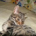 Koty do adopcji #adopcja #adopcje #Gliwice #kocięta #kot #kotki #koty #pomoc #przygarnę #schronisko #zaadoptuję #zwierzęta