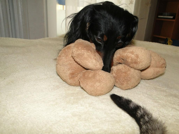 Koty do adopcji #adopcja #adopcje #Gliwice #kocięta #kot #kotki #koty #pomoc #przygarnę #schronisko #zaadoptuję #zwierzęta