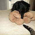 Koty do adopcji #adopcja #adopcje #Gliwice #kocięta #kot #kotki #koty #pomoc #przygarnę #schronisko #zaadoptuję #zwierzęta