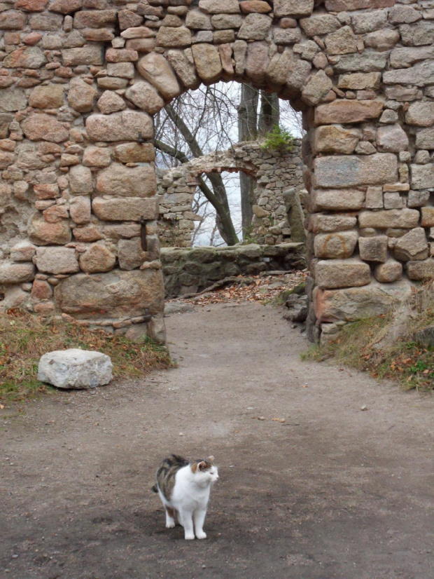 I skończyły się darmowe wejścia na zamek Bolczów,nowy kasztelan potrafi o to zadbać :) #Bolczów #jesień #kot #RudawyJanowickie #ruiny