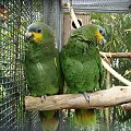 Amazonki niebieskoczelne- ptaki długowieczne- dożywaja nawet 100 lat #LoroPark #Teneryfa #zwierzątka #ptaszki #papuga