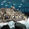 Pingwinki #LoroPark #Teneryfa #zwierzątka #pingwiny #zima #ptaszki
