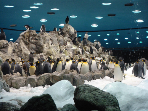 Pingwinki #LoroPark #Teneryfa #zwierzątka #pingwiny #zima #ptaszki
