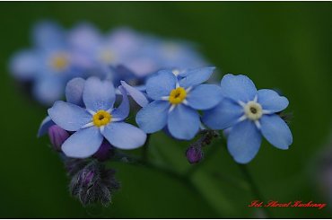 #Niezapominajki #makro