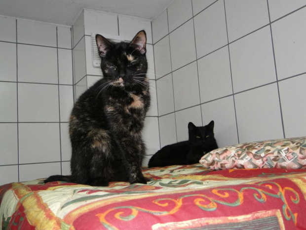 Koty do adopcji #adopcja #adopcje #Gliwice #kocięta #kot #kotki #koty #pomoc #przygarnę #schronisko #zaadoptuję #zwierzęta