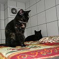 Koty do adopcji #adopcja #adopcje #Gliwice #kocięta #kot #kotki #koty #pomoc #przygarnę #schronisko #zaadoptuję #zwierzęta