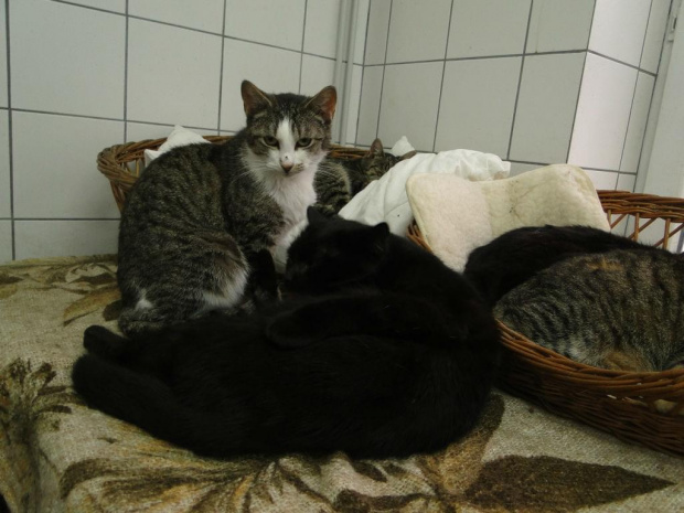 Koty do adopcji #adopcja #adopcje #Gliwice #kocięta #kot #kotki #koty #pomoc #przygarnę #schronisko #zaadoptuję #zwierzęta