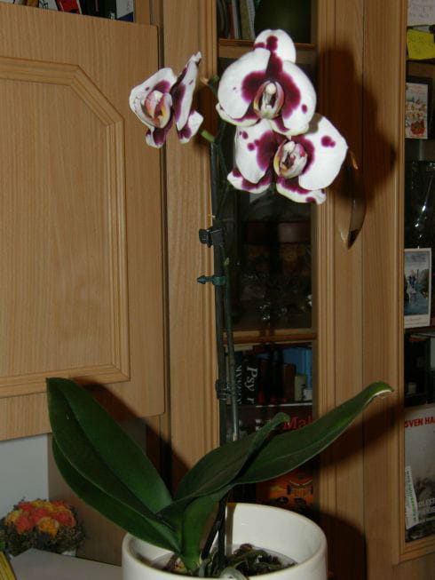 phalenopsis #kwiaty #phalenopsis