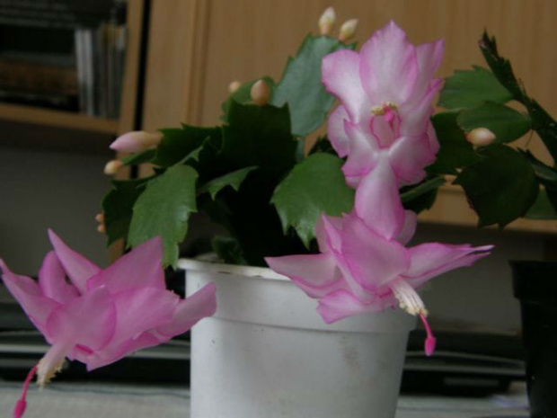 szlumbergera #grudniki #szlumbergery