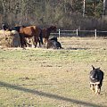 Wracam z poszukiwania końskich przysmaków..