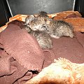 Koty do adopcji #adopcja #adopcje #Gliwice #kocięta #kot #kotki #koty #pomoc #przygarnę #schronisko #zaadoptuję #zwierzęta