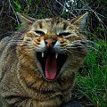 prawie wściekły kot :P #Klakier #kot #kocur #las #lesna #maj
