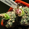 Gymnocalycium bruchii v. niveum #kaktusy #gymnocalycium #bruchii