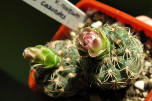 Gymnocalycium bruchii v. niveum #kaktusy #gymnocalycium #bruchii