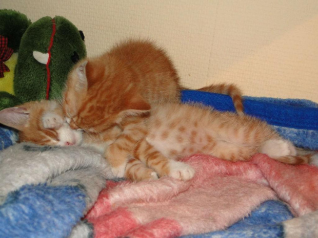 Koty do adopcji #adopcja #adopcje #Gliwice #kocięta #kot #kotki #koty #pomoc #przygarnę #schronisko #zaadoptuję #zwierzęta