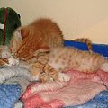 Koty do adopcji #adopcja #adopcje #Gliwice #kocięta #kot #kotki #koty #pomoc #przygarnę #schronisko #zaadoptuję #zwierzęta