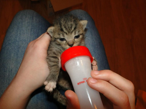 Koty do adopcji #adopcja #adopcje #Gliwice #kocięta #kot #kotki #koty #pomoc #przygarnę #schronisko #zaadoptuję #zwierzęta