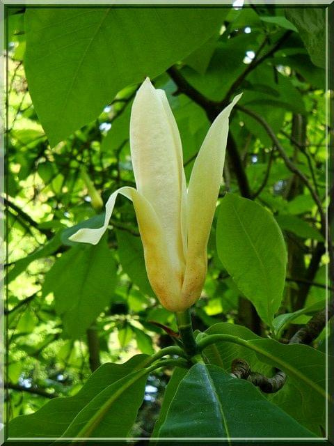 magnolia.. nie pamiętam odmiany #natura