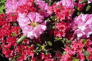 rododendrony :):) #kwiaty #azalie #rododendrony #arboretum