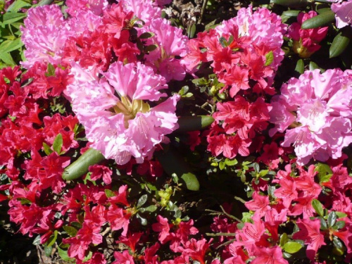 rododendrony :):) #kwiaty #azalie #rododendrony #arboretum