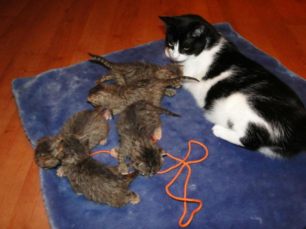 Koty do adopcji #adopcja #adopcje #Gliwice #kocięta #kot #kotki #koty #pomoc #przygarnę #schronisko #zaadoptuję #zwierzęta