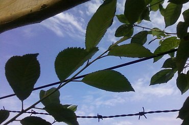 cherry #człowiek #natura #rośliny