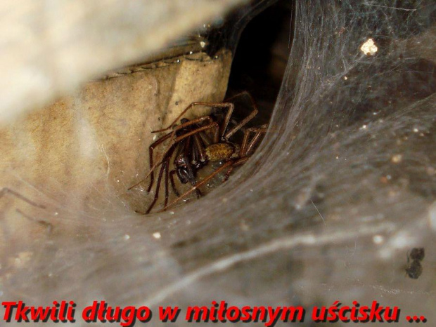 Tegenaria atrica - Kątnik większy #PająkKatnik