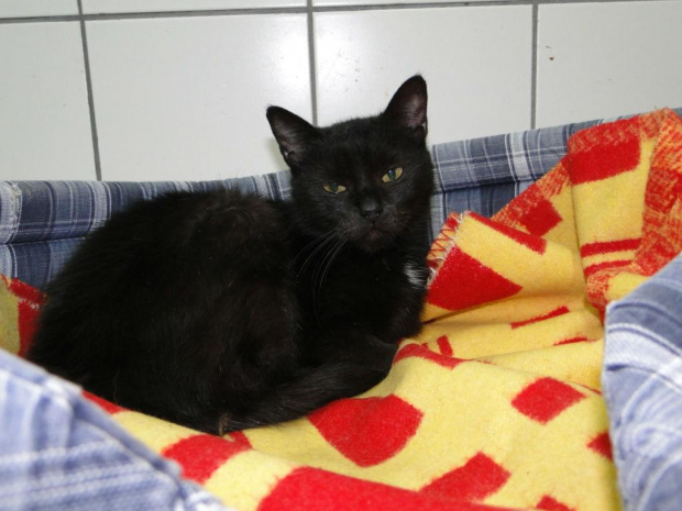 Koty do adopcji #adopcja #adopcje #Gliwice #kocięta #kot #kotki #koty #pomoc #przygarnę #schronisko #zaadoptuję #zwierzęta