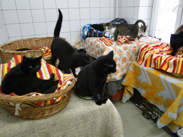 Koty do adopcji #adopcja #adopcje #Gliwice #kocięta #kot #kotki #koty #pomoc #przygarnę #schronisko #zaadoptuję #zwierzęta