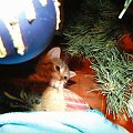 Koty do adopcji #adopcja #adopcje #Gliwice #kocięta #kot #kotki #koty #pomoc #przygarnę #schronisko #zaadoptuję #zwierzęta