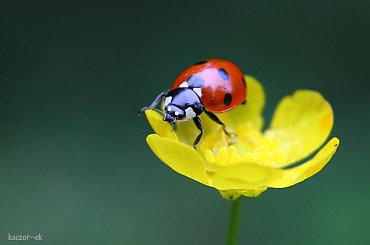 #biedronka #przyroda #macro