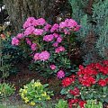 Rhododendrony i azalie