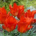 Tulipany botaniczne