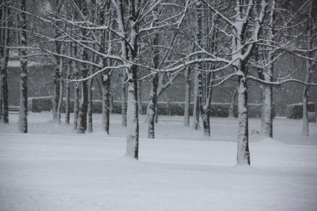 Świętochłowice w woj. śląskim. Grubość pokrywy śnieżnej 11 cm. 14 stycznia 2012 r. #GórnyŚląsk #Śląsk #śnieg #zima