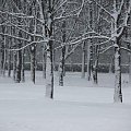 Świętochłowice w woj. śląskim. Grubość pokrywy śnieżnej 11 cm. 14 stycznia 2012 r. #GórnyŚląsk #Śląsk #śnieg #zima