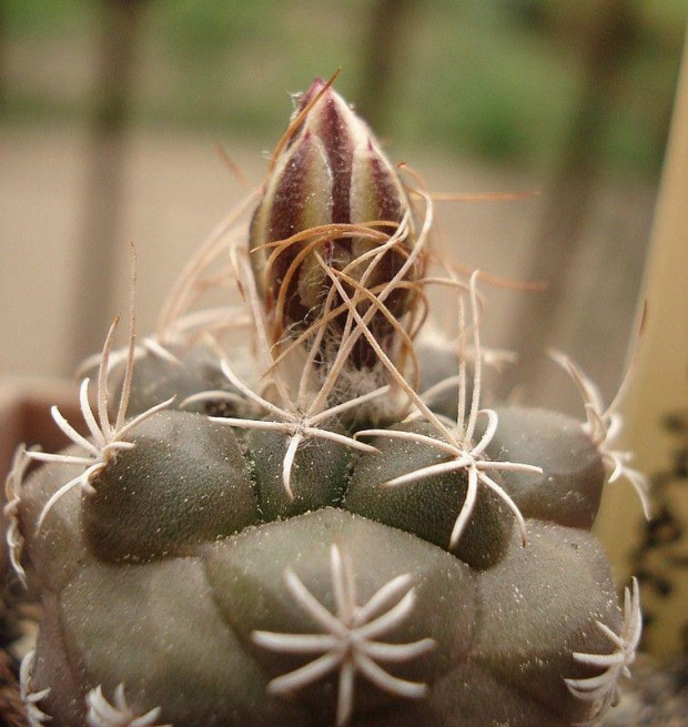 Turbinicarpus pseudomacrochele