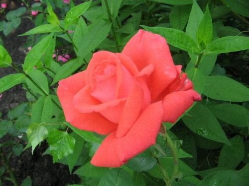 Sama wśród floksów #działka #róże #liliowce #klematisy #floksy #krzewuszki #lilie