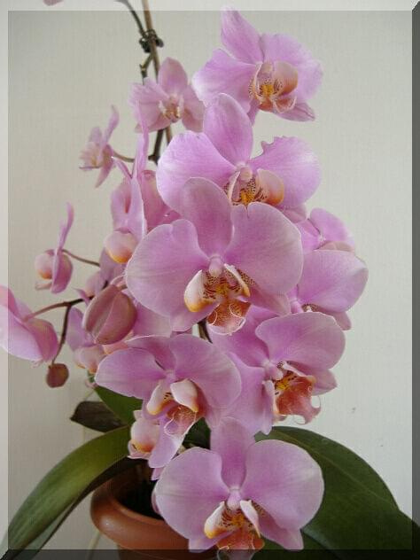 Phalaenopsis