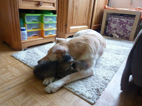 Koty do adopcji #adopcja #adopcje #Gliwice #kocięta #kot #kotki #koty #pomoc #przygarnę #schronisko #zaadoptuję #zwierzęta