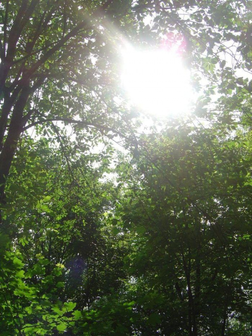 #słońce #drzewo #przyroda #ZieleńLas