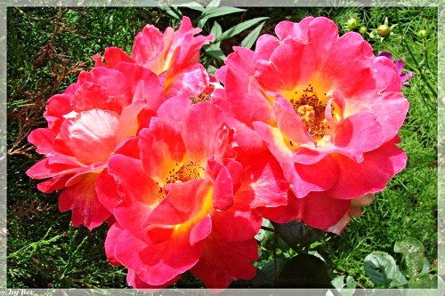 #kwiaty #lato #ogród #róże