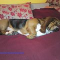 Baster