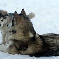 alaskan malamute