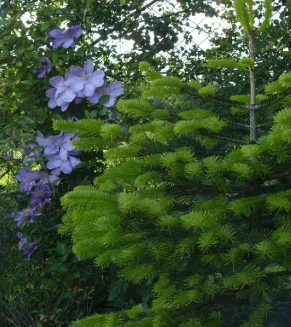 Clematis z jodełką