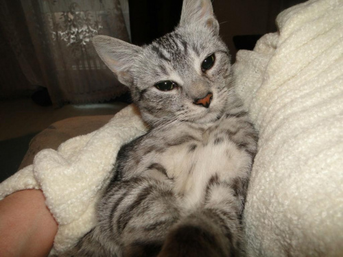 Koty do adopcji
